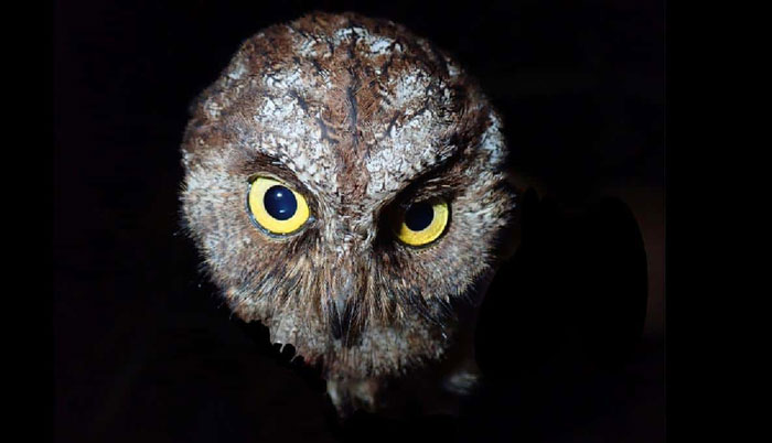 Phát hiện ra loài cú mèo Scops-Owl mới ở Châu Phi