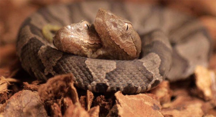 Phát hiện rắn độc hai đầu trong vườn nhà dân Mỹ