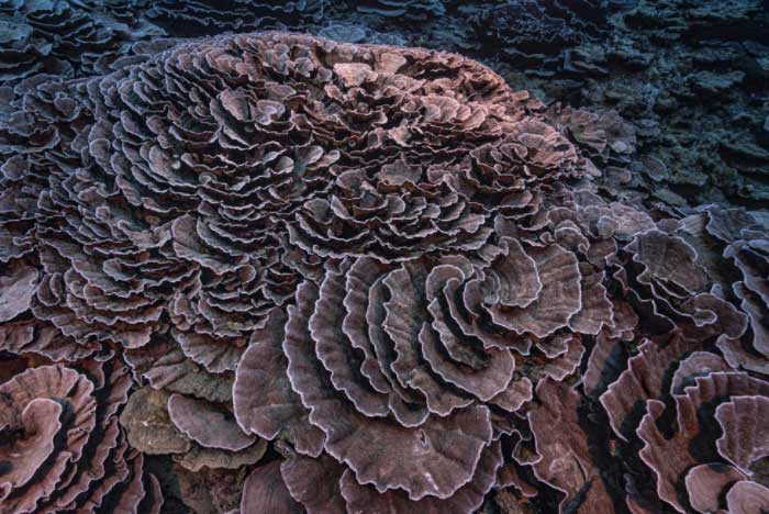 Phát hiện rạn san hô nguyên sơ khổng lồ hình hoa hồng