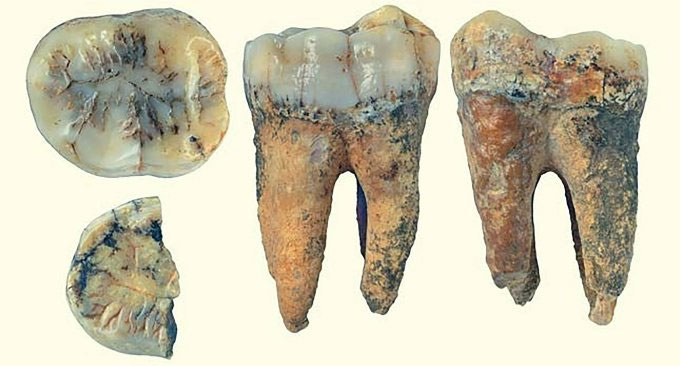 Phát hiện răng loài vượn khổng lồ thời tiền sử tại Thanh Hóa