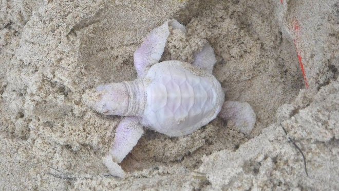 Phát hiện rùa bạch tạng hiếm ở Australia