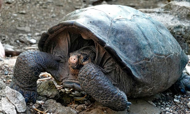 Phát hiện rùa khổng lồ đã tuyệt chủng một thế kỷ trước tại Ecuador