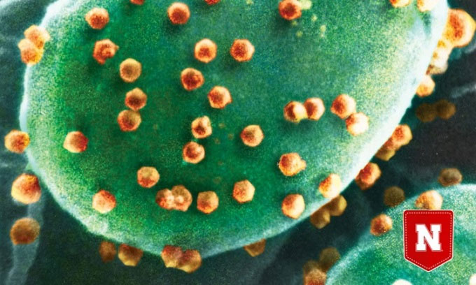 Phát hiện sinh vật đầu tiên chuyên ăn virus
