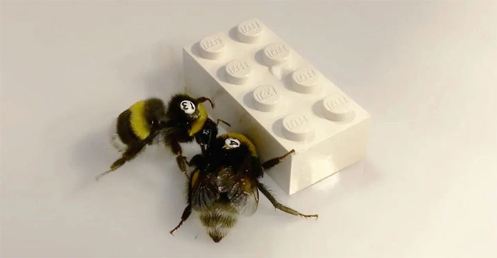 Phát hiện thú vị: Ong bắt tay nhau chơi Lego