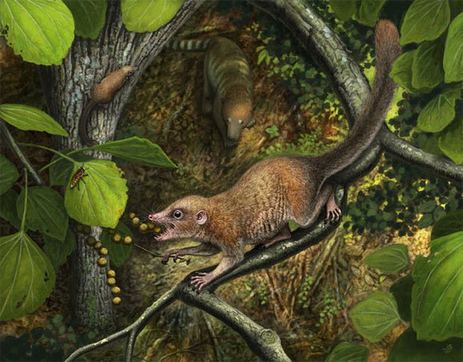 Phát hiện tổ tiên 65,9 triệu tuổi của chúng ta, giống… chuột
