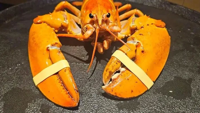Phát hiện tôm hùm lạ trong lô hàng ở Red Lobster