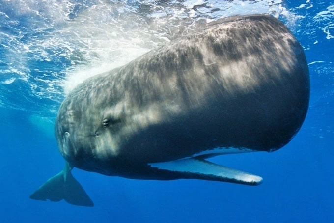 Phát hiện vai trò mới của cá voi: Máy bơm carbon sinh học của đại dương