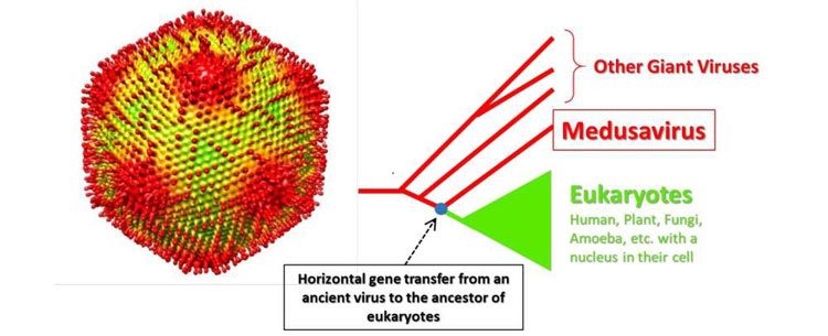 Phát hiện virus có khả năng như quái vật Medusa của thần thoại Hy Lạp