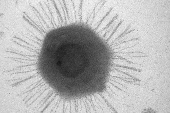 Phát hiện virus khổng lồ ở rãnh đại dương sâu nhất thế giới