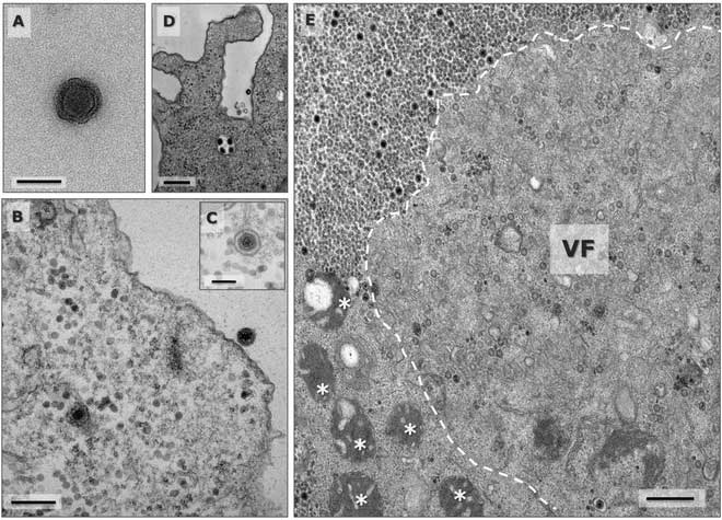 Phát hiện virus thần nước mang bộ gene chưa từng được biết đến