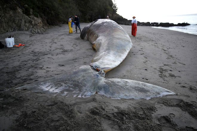 Phát hiện xác 9 con cá voi xám trôi dạt vào vùng biển California