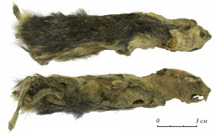 Phát hiện xác chuột đóng băng 41.300 năm còn nguyên lông