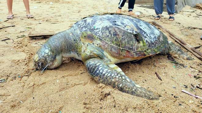 Phát hiện xác rùa biển trôi dạt vào bãi biển ở Bà Rịa-Vũng Tàu