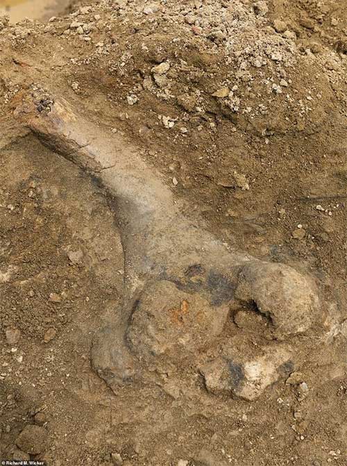 Phát hiện xương khủng long ba sừng 68 triệu năm tuổi