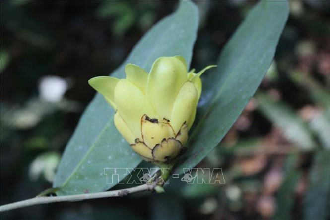 Phát triển 3 loài thực vật quý tại khu bảo tồn thiên nhiên Pù Luông