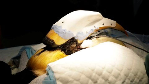 Phẫu thuật thay mỏ cứu chim hồng hoàng bị ung thư