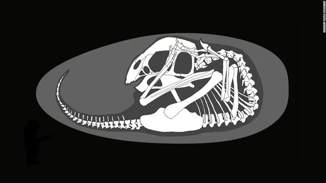 Phôi khủng long được bảo quản nguyên vẹn trong quả trứng 70 triệu năm tuổi