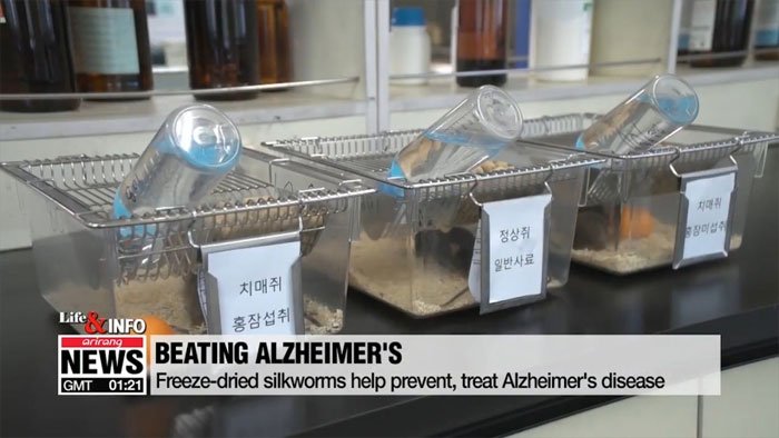 Phòng và trị bệnh Alzheimer nhờ bột tằm sấy khô?
