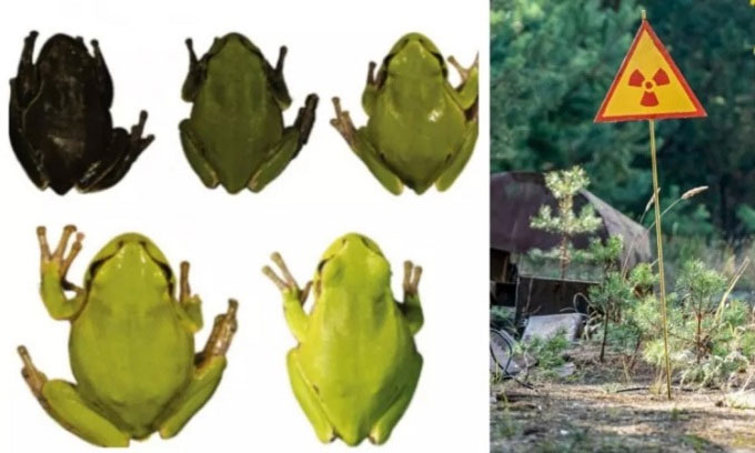 Phóng xạ Chernobyl tạo ra ếch đột biến màu đen