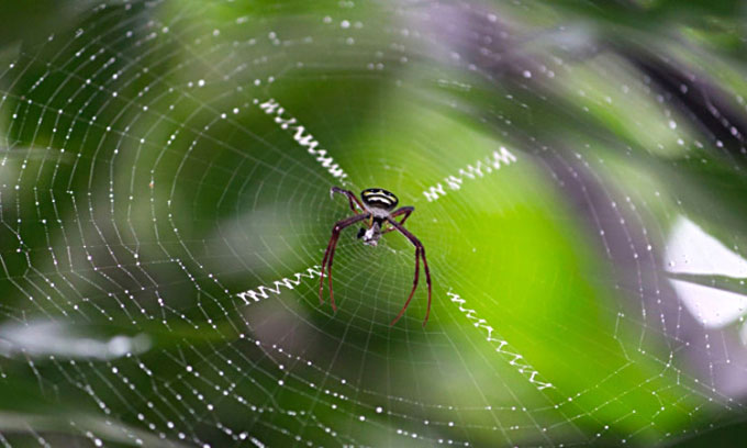 Protein trên tơ nhện có thể cải thiện khả năng chống ung thư