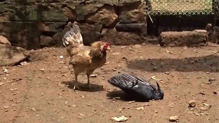 Quạ bị gà mẹ đánh cho tơi tả khi định ăn thịt gà con, số phận nó sẽ ra sao?