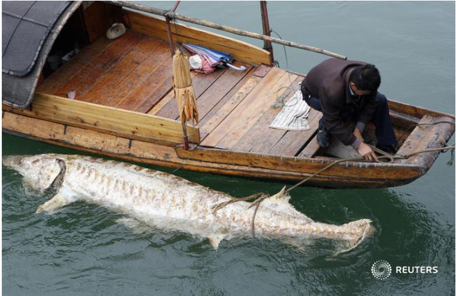Quái ngư sông Dương Tử: Nặng hơn 600kg, có thể dài tới 8m, 4 người vác không nổi