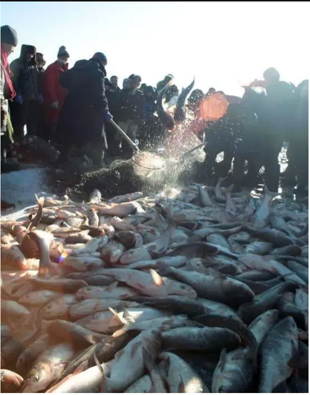 Quái ngư sông Dương Tử: Nặng hơn 600kg, có thể dài tới 8m, 4 người vác không nổi