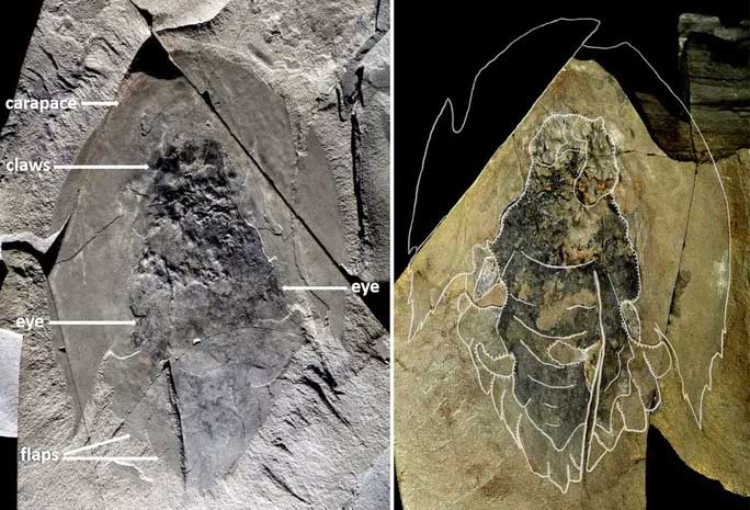 Quái vật 506 triệu tuổi trong mỏ đá y hệt… tàu vũ trụ