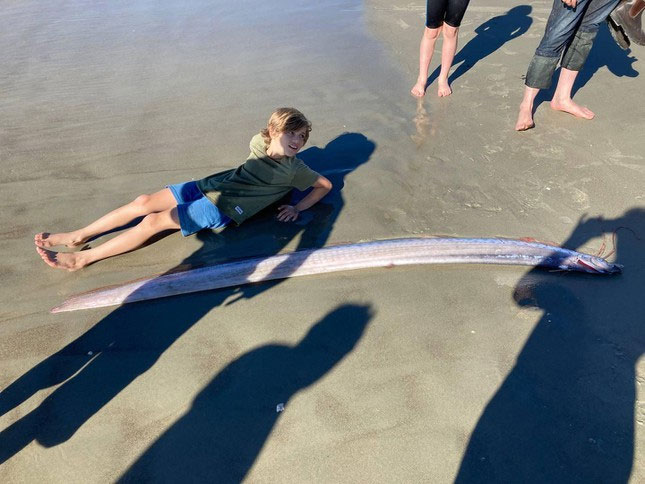 Quái vật dài 3,6 mét xuất hiện trên bãi biển, liệu có phải điềm gở?