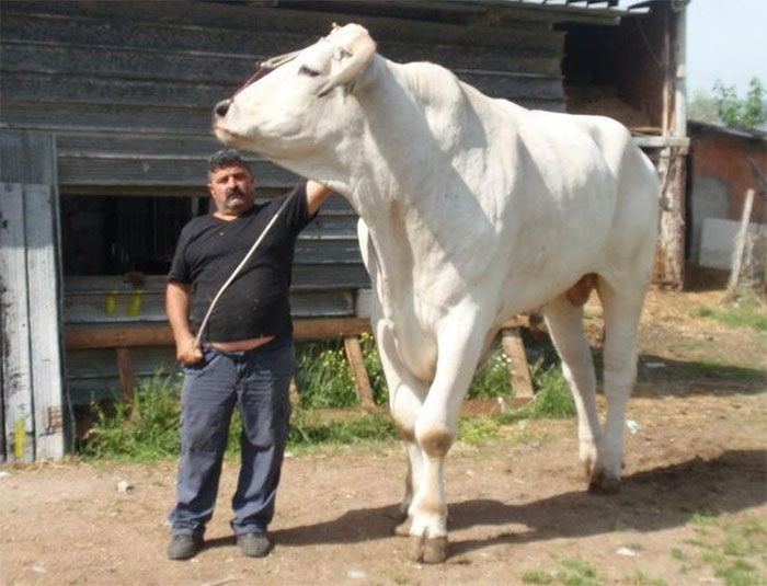 Quái vật gia súc lâu đời nhất trên Trái đất, cao 2 mét, nặng 1700kg