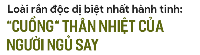 Quái vật rắn độc dị biệt nhất hành tinh: Chuyên cắn người đang ngủ say, nọc làm tan máu