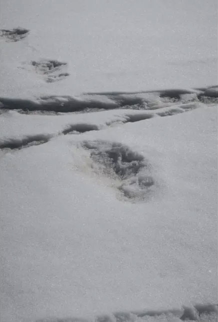 Quân đội Ấn Độ tuyên bố đã tìm thấy bằng chứng về người tuyết bí ẩn