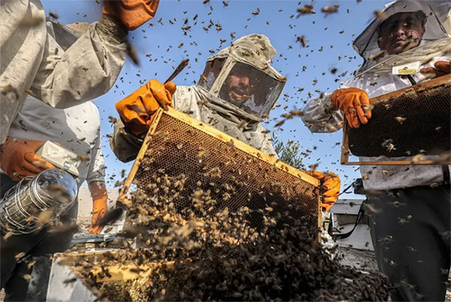 Quần thể ong mật trên thế giới có thể bị xóa sổ vì một loài virus nguy hiểm?