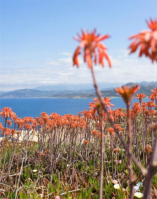 Quần thể phong lan quý hiếm lớn nhất được bảo vệ trong một căn cứ quân sự ở Corsica