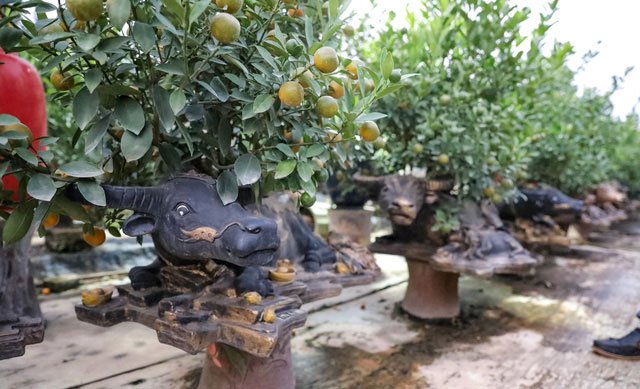 Quất cảnh Tết 2021: Trâu vàng cõng quất bonsai rộn ràng xuống phố