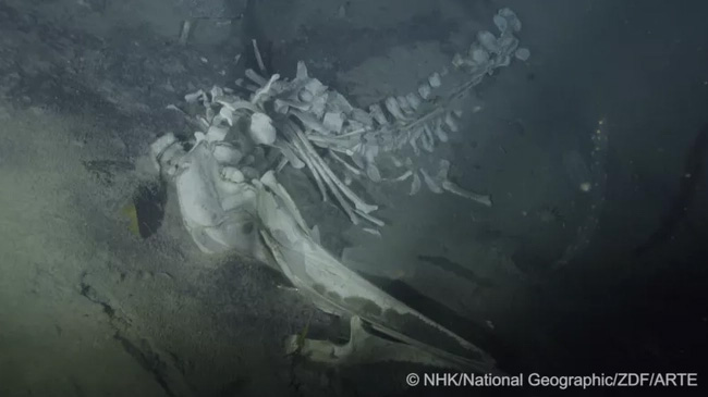Quét camera dưới đáy Nam Cực, chuyên gia phát hiện “bữa tiệc” bất thường trong nghĩa địa cá voi