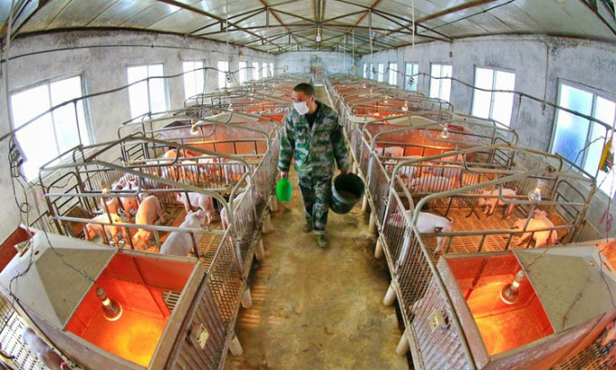 Quy trình tạo thức ăn chăn nuôi trong 22 giây của Trung Quốc
