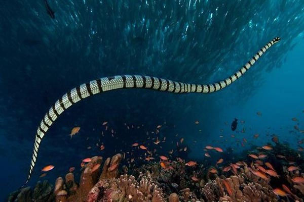 Rắn biển Belcher - Loài rắn độc nhất thế giới
