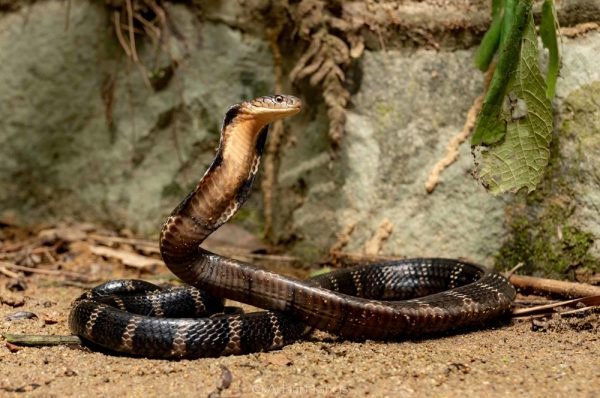 Rắn hổ mang chúa - Loài rắn có nọc đọc lớn nhất thế giới