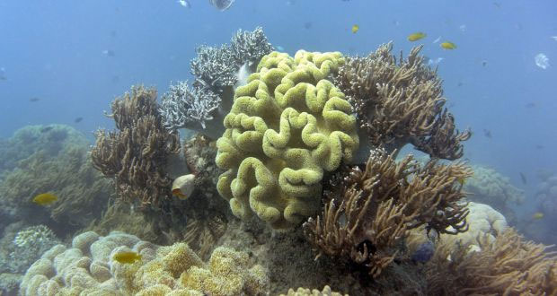 Rạn san hô lớn nhất thế giới Great Barrier bị tẩy trắng nghiêm trọng