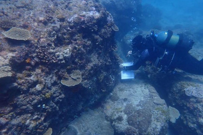 Rạn san hô Tây Ấn Bình Dương có nguy cơ sụp đổ