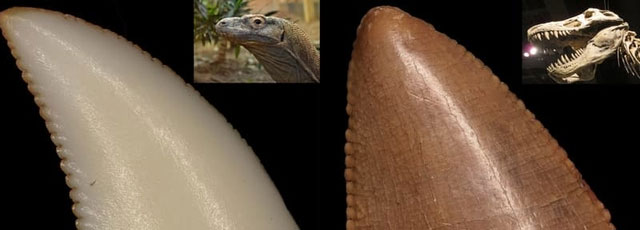 Răng của rồng Komodo được phát hiện có lớp phủ sắt sắc vô cùng nhọn