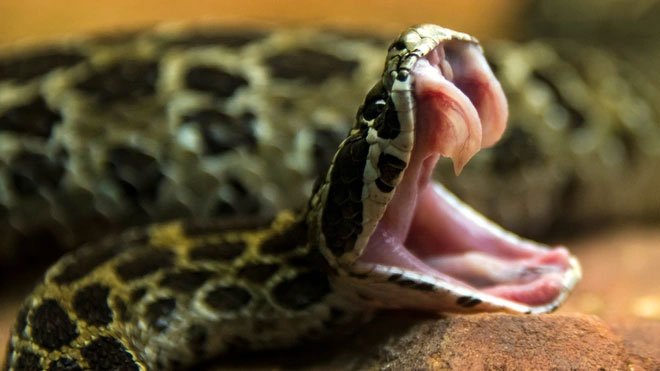 Răng nanh rắn có trước hay nọc độc có trước?