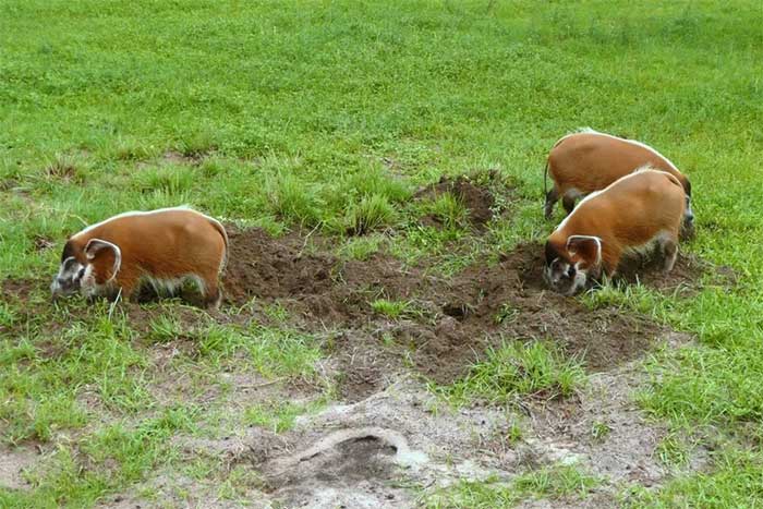 Red river hog - Loài lợn bảnh bao nhất thiên nhiên