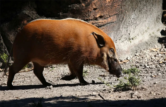 Red river hog - Loài lợn bảnh bao nhất thiên nhiên