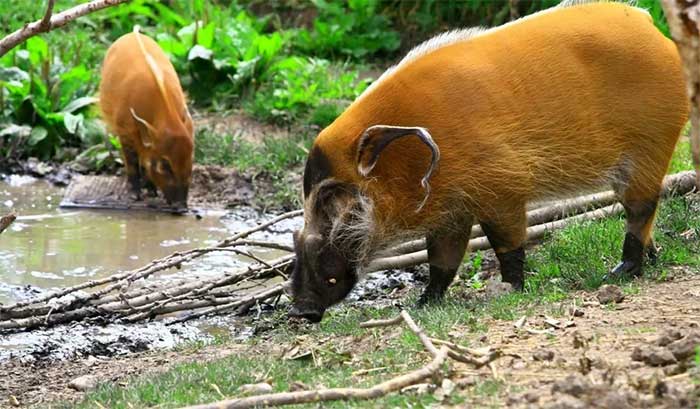 Red river hog - Loài lợn bảnh bao nhất thiên nhiên