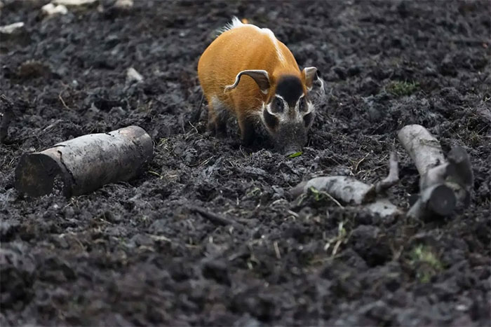 Red river hog - Loài lợn bảnh bao nhất thiên nhiên