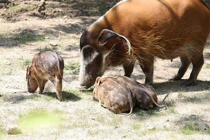 Red river hog - Loài lợn bảnh bao nhất thiên nhiên