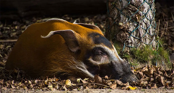 Red river hog - Loài lợn bảnh bao nhất thiên nhiên