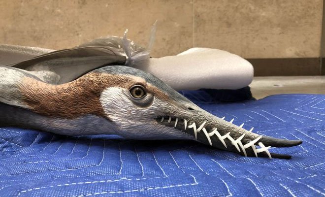 Rhamphorhynchus: Loài thằn lằn bay tí hon sở hữu hàm răng của tử thần